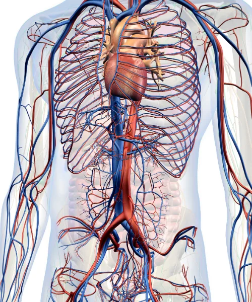 ¿Qué médico trata problemas cardíacos en recién nacidos?